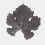Bonarda