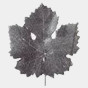Pinot Gris