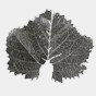 Tannat